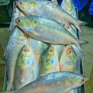 ৬ পিস (৫ কেজি)