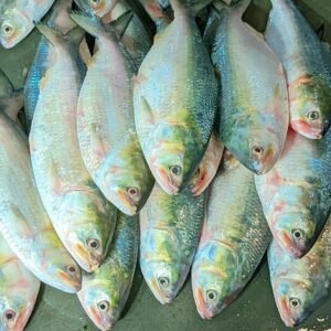 ৫ পিস (১০ কেজি)