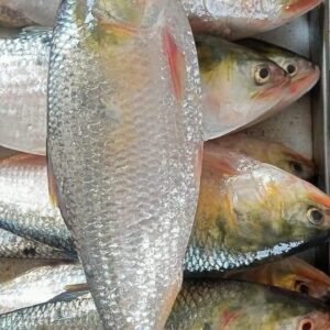 ৫ পিস (৮ কেজি)