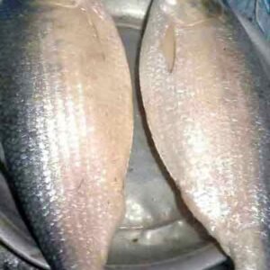 ২ পিস (৫ কেজি)